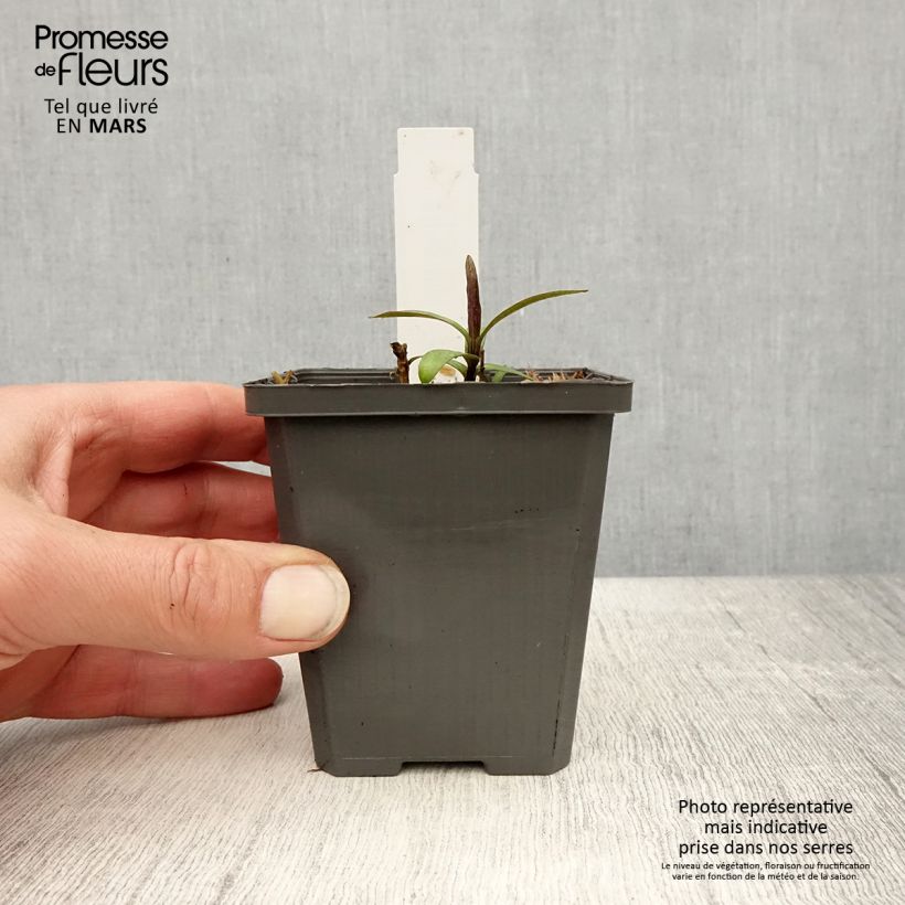 Exemplaar van Phlox paniculata Jeana - Vlambloem Kweekpotje van 8/9 cm zoals geleverd in de lente