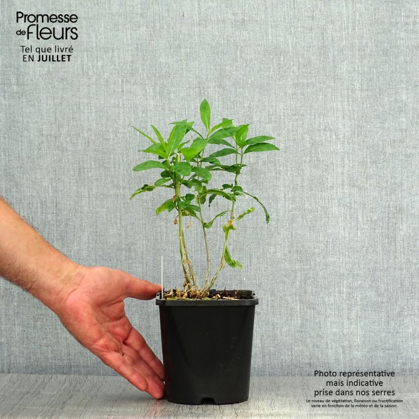 Exemplaar van Phlox paniculata Laura - Vlambloem Pot van 1,5 l/2 l zoals geleverd in de zomer