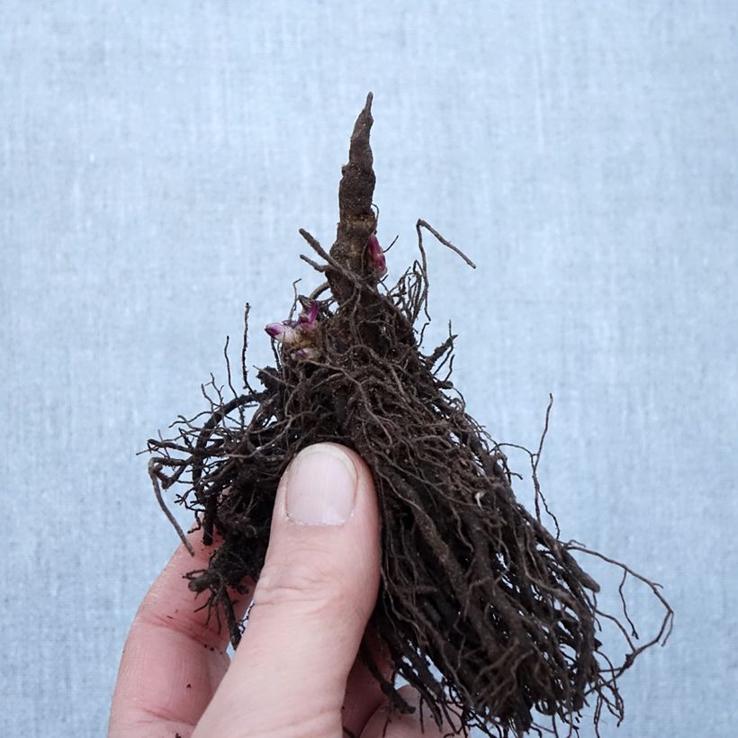 Example of Phlox paniculata Little Laura - Vlambloem Naakte wortel as you get in hiver