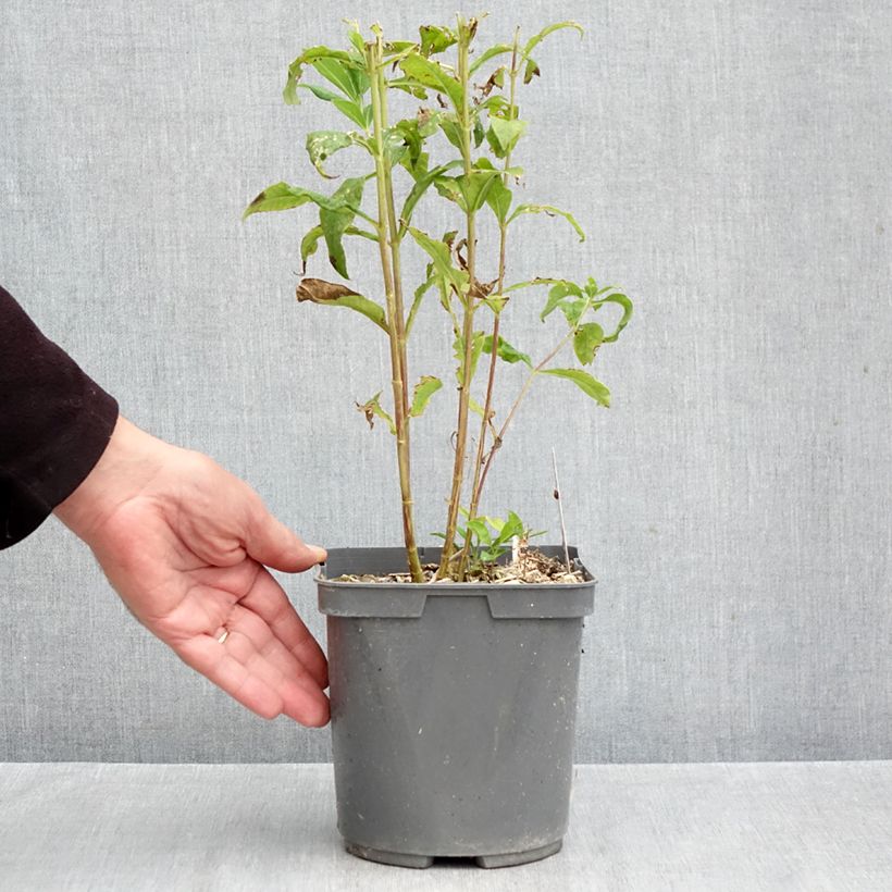 Example of Phlox paniculata Mike's Favourite - Vlambloem Pot van 2 l/3 l as you get in automne