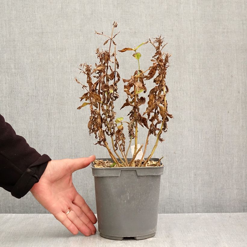Exemplaar van Phlox paniculata Modern Art - Vlambloem Pot van 2 l/3 l zoals geleverd in de herfst