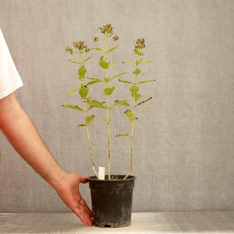 Example of Phlox paniculata Mystic Green Pot van 2 l/3 l as you get in ete