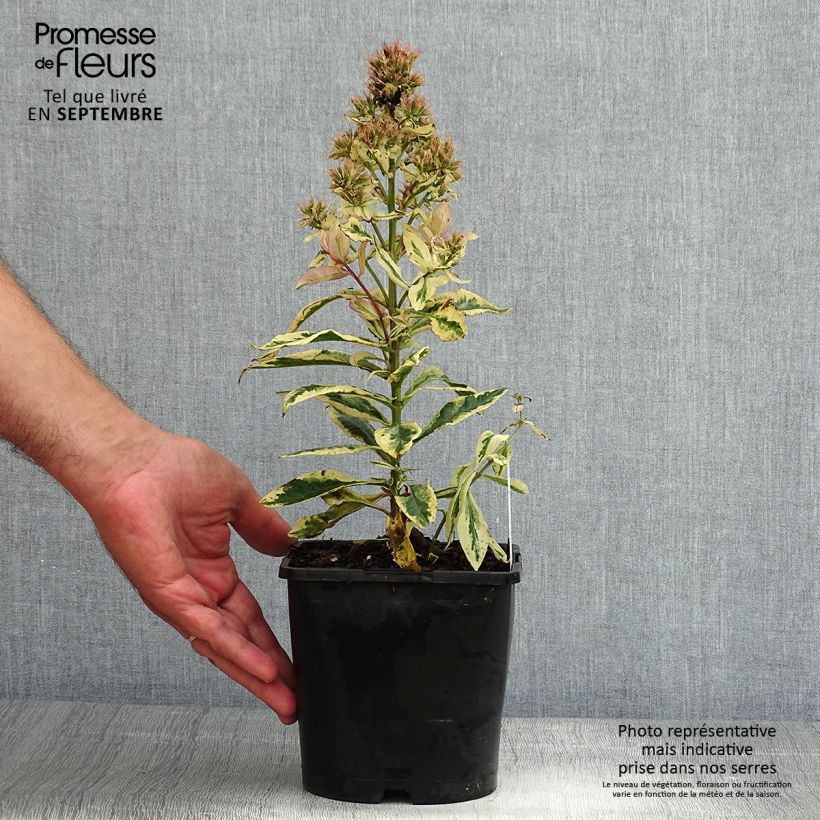 Exemplaar van Phlox paniculata Olympus - Vlambloem Pot van 1,5 l/2 l zoals geleverd in de zomer