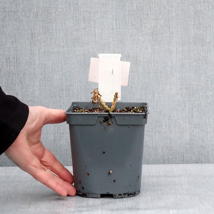 Example of Phlox paniculata Orange Perfection Pot van 2 l/3 l as you get in hiver