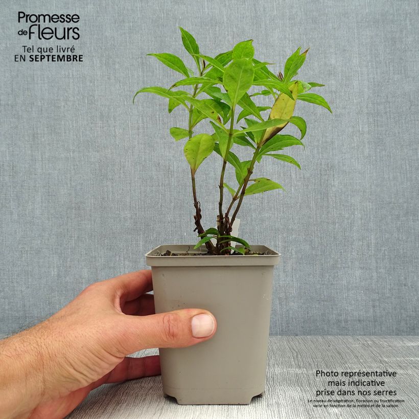 Exemplaar van Phlox paniculata Orange Perfection - Vlambloem Kweekpotje van 7/8 cm zoals geleverd in de zomer