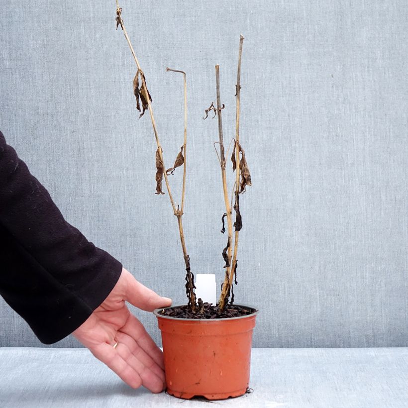 Exemplaar van Phlox paniculata Orchid Yellow - Vlambloem Pot van 12 cm / 13 cm zoals geleverd in de winter