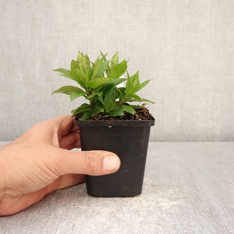 Exemplaar van Phlox paniculata Pink Eye Flame - Vlambloem Kweekpotje van 8/9 cm zoals geleverd in de lente