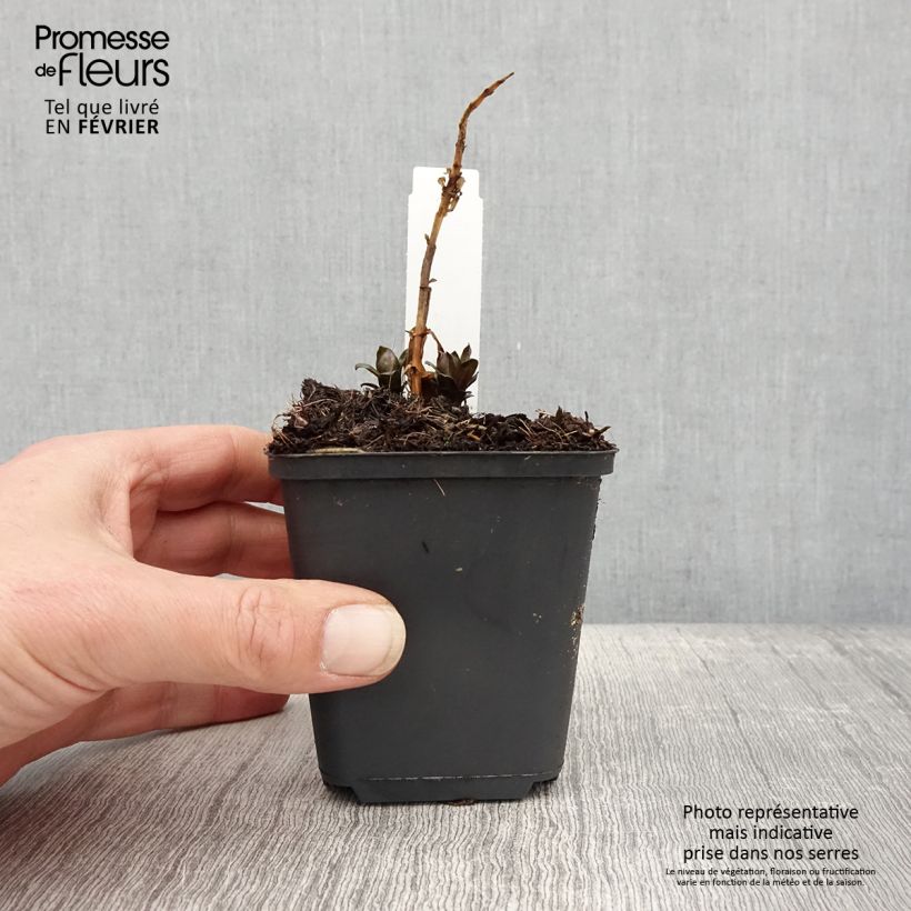 Example of Phlox paniculata Pink Eye Flame Kweekpotje van 8/9 cm as you get in hiver