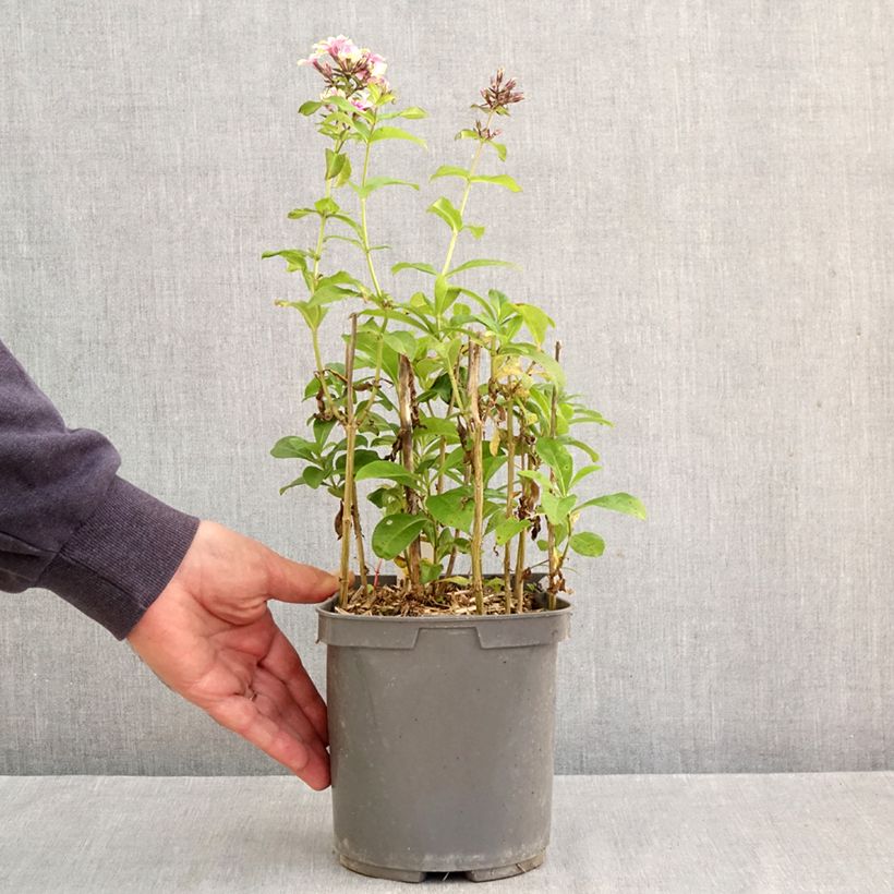 Example of Phlox paniculata Sherbet Blend - Vlambloem Pot van 2 l/3 l as you get in automne