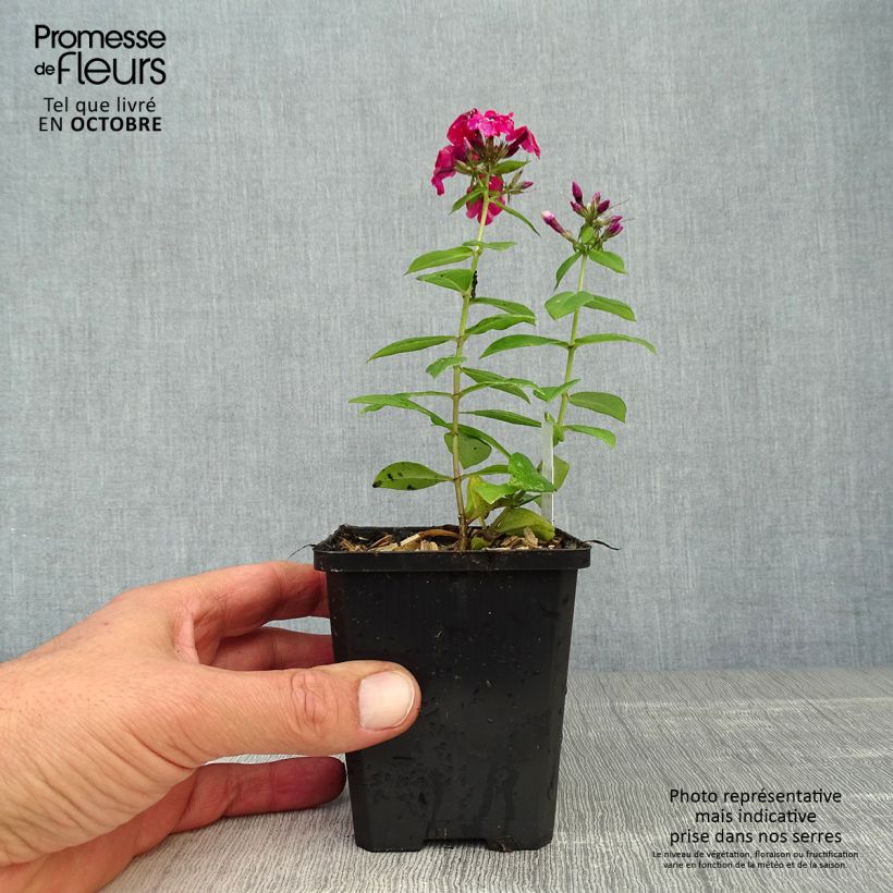 Exemplaar van Phlox paniculata Starfire - Vlambloem Kweekpotje van 8/9 cm zoals geleverd in de herfst