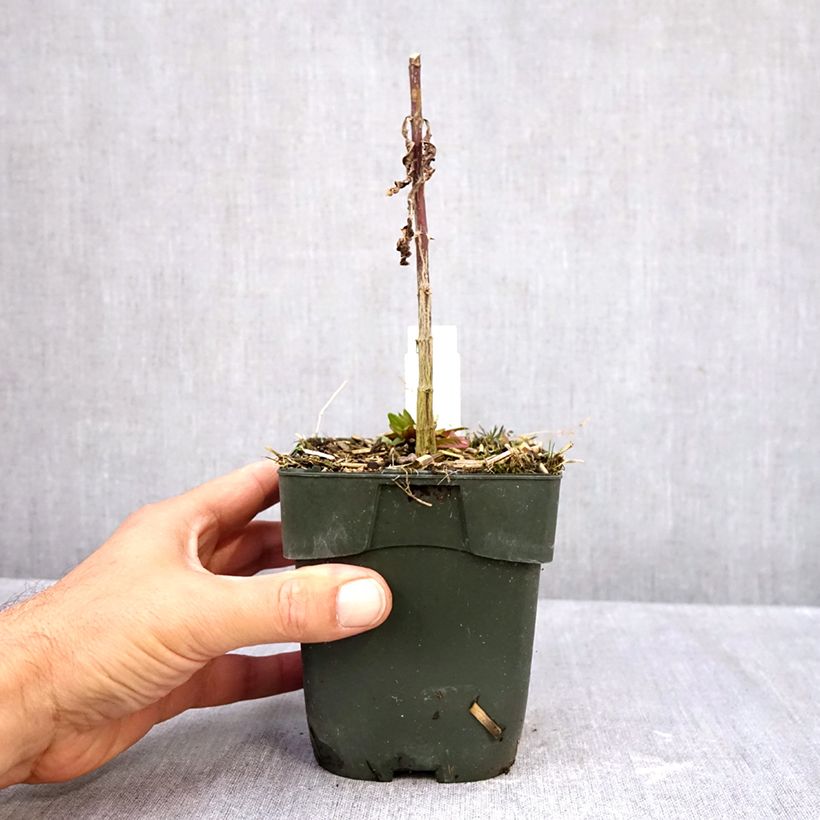 Exemplaar van Phlox paniculata Starfire - Vlambloem Pot van 1,5 l/2 l zoals geleverd in de herfst