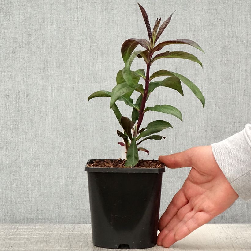 Exemplaar van Phlox paniculata Starfire - Vlambloem Pot van 1,5 l/2 l zoals geleverd in de lente