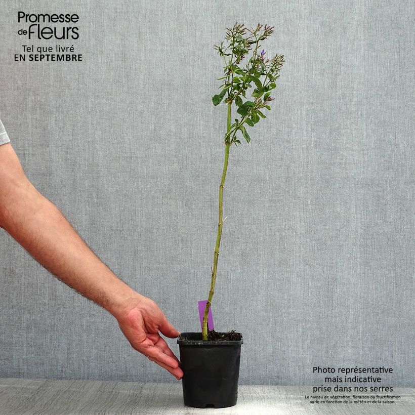 Exemplaar van Phlox paniculata Starfire - Vlambloem Pot van 1,5 l/2 l zoals geleverd in de zomer