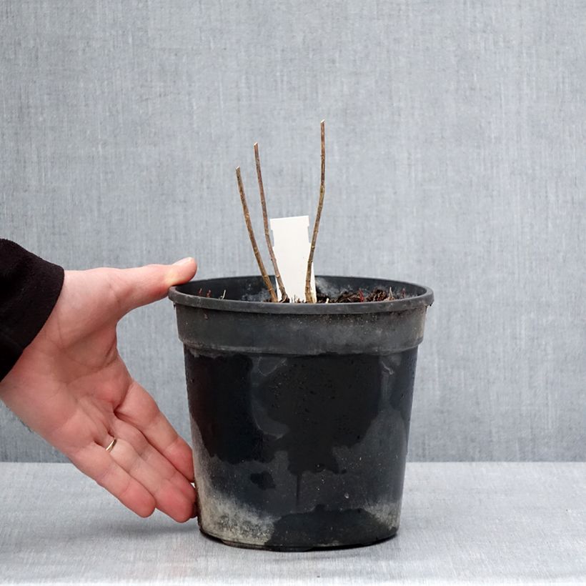 Example of Phlox paniculata Stars and Stripes Pot van 2 l/3 l as you get in hiver