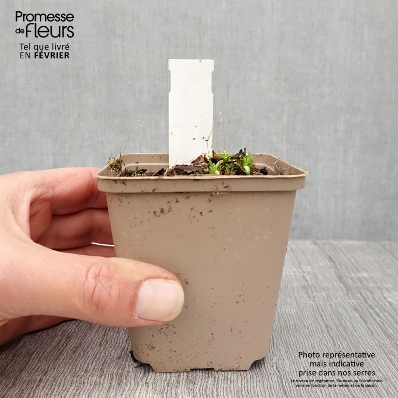 Example of Phlox paniculata Tiara Kweekpotje van 8/9 cm as you get in hiver