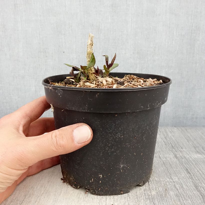 Exemplaar van Phlox Uspech - Vlambloem Pot van 2 l/3 l zoals geleverd in de lente