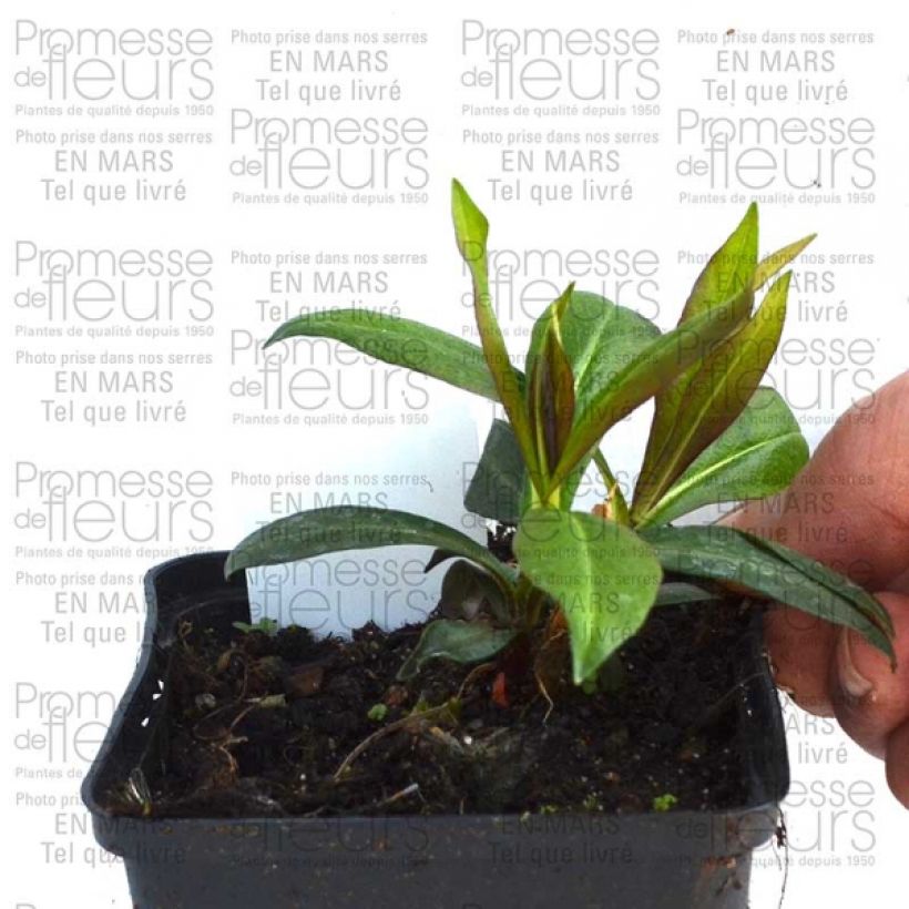 Voorbeeld van een exemplaar van Phlox paniculata Violet Flame - Vlambloem Kweekpotje van 8/9 cm zoals geleverd