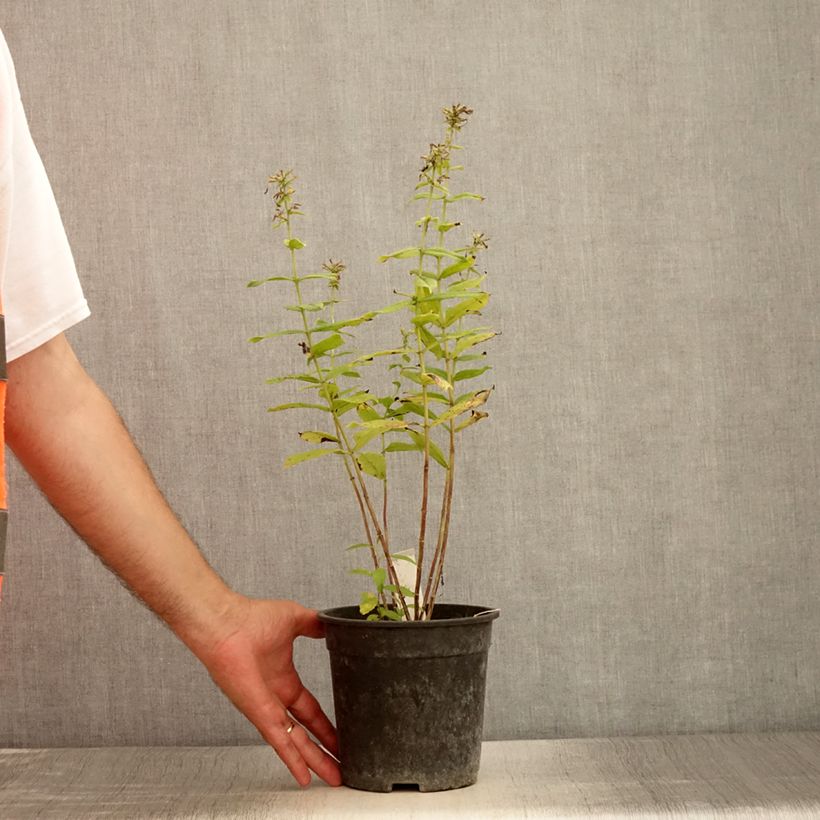 Exemplaar van Phlox paniculata Younique Bicolor - Vlambloem Pot van 2 l/3 l zoals geleverd in de zomer