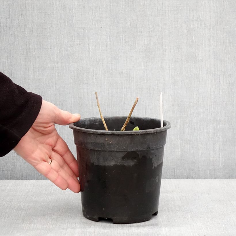 Example of Phlox paniculata Younique Bicolor - Vlambloem Pot van 2 l/3 l as you get in hiver