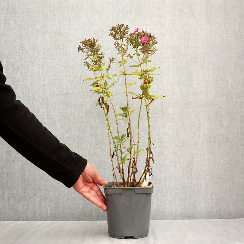 Exemplaar van Phlox paniculata Younique Cerise - Vlambloem Pot van 2 l/3 l zoals geleverd in de herfst