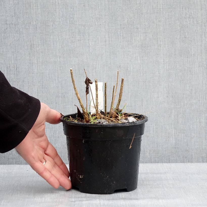 Example of Phlox paniculata Younique Cerise - Vlambloem Pot van 2 l/3 l as you get in hiver