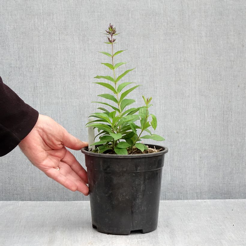 Example of Phlox paniculata Younique Old Blue - Vlambloem Pot van 2 l/3 l as you get in automne