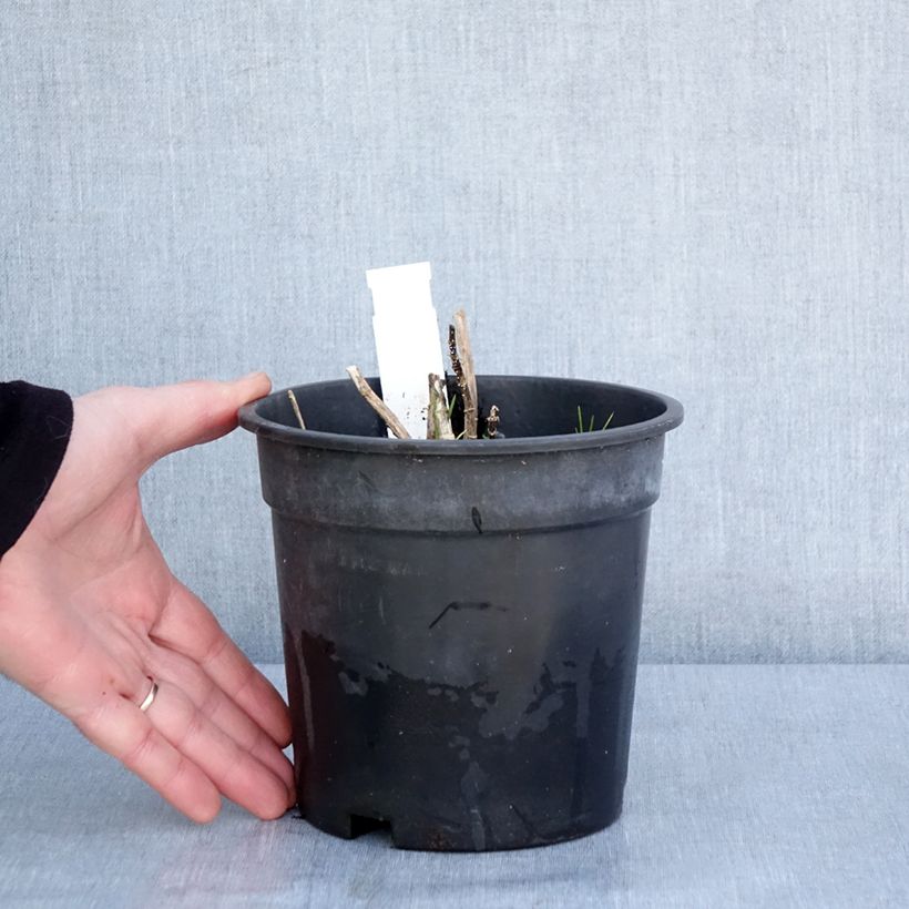 Example of Phlox paniculata Younique Old Pink - Vlambloem Pot van 2 l/3 l as you get in hiver