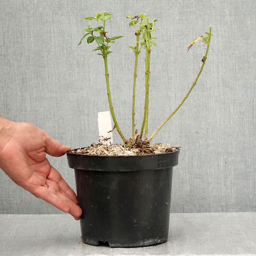 Exemplaar van Phlox paniculata Younique Old Purple - Vlambloem Pot van 2 l/3 l zoals geleverd in de herfst