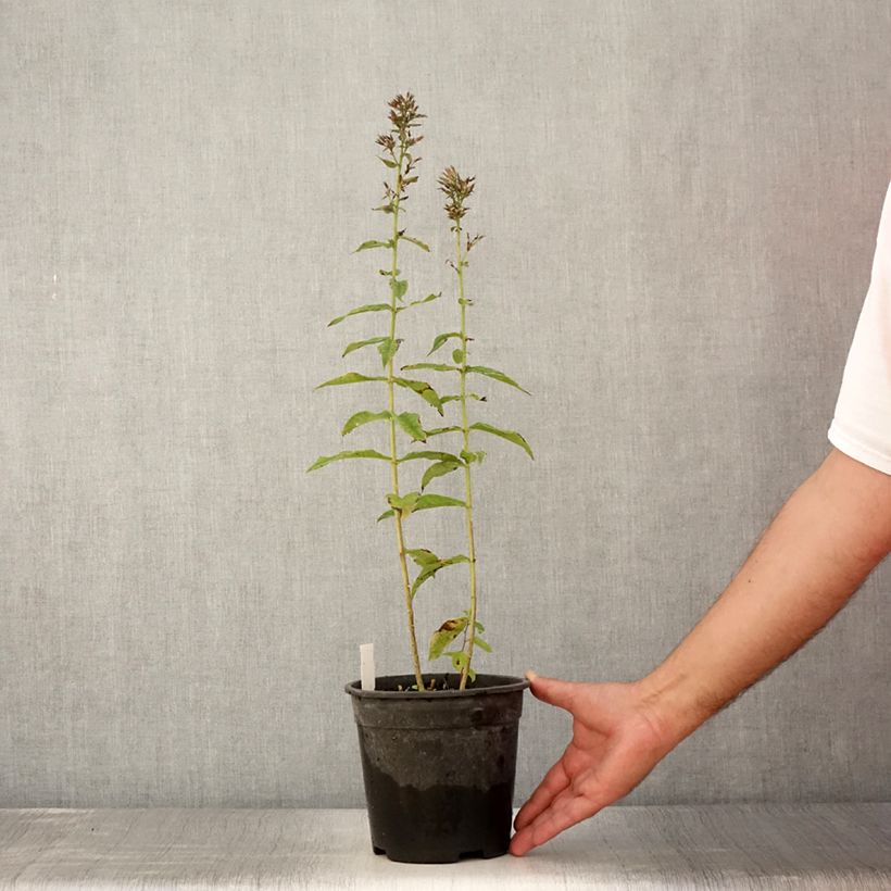Exemplaar van Phlox paniculata Younique Old Purple - Vlambloem Pot van 2 l/3 l zoals geleverd in de zomer