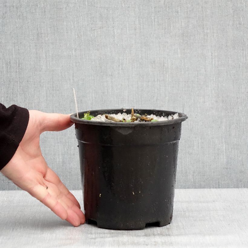 Example of Phlox paniculata Younique Old Purple Pot van 2 l/3 l as you get in hiver