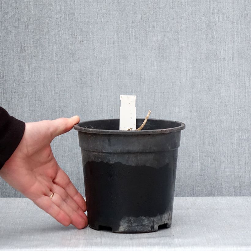 Example of Phlox paniculata Younique Orange Pot van 2 l/3 l as you get in hiver