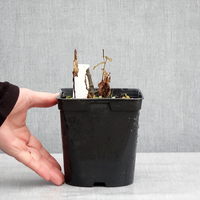 Example of Phlox paniculata Younique Trendy Pot van 2 l/3 l as you get in hiver