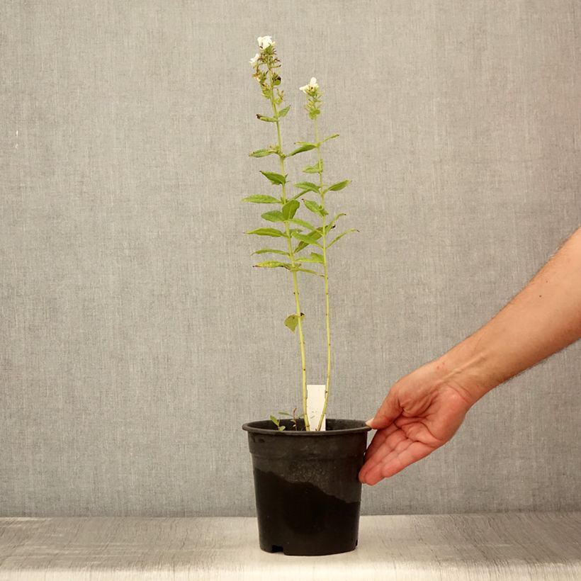 Exemplaar van Phlox paniculata Younique Wit - Vlambloem Pot van 2 l/3 l zoals geleverd in de zomer