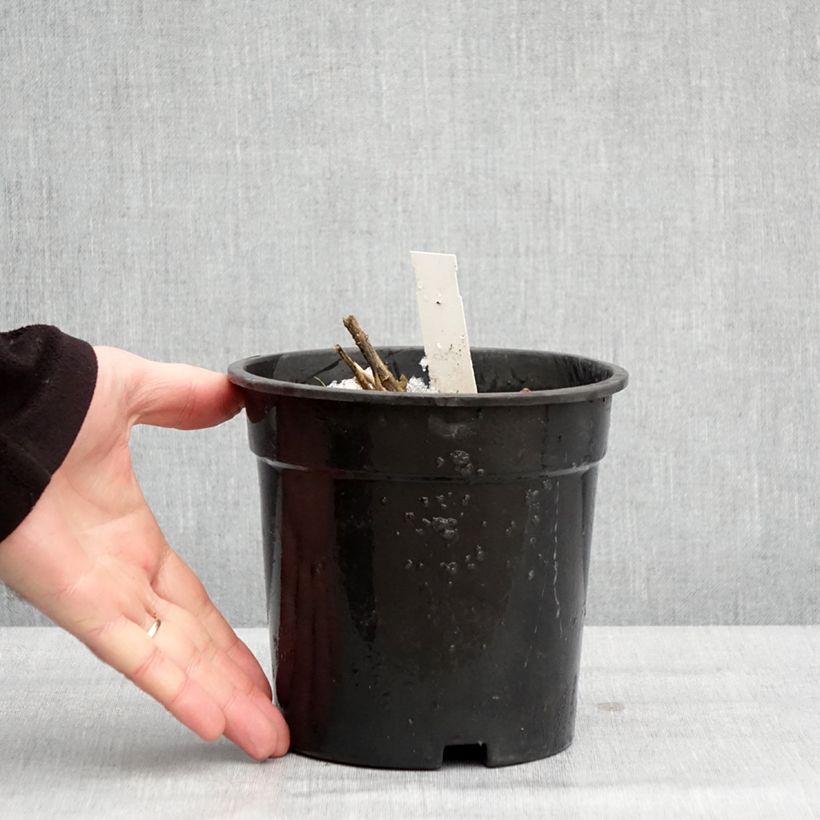 Example of Phlox paniculata Younique Wit - Vlambloem Pot van 2 l/3 l as you get in hiver