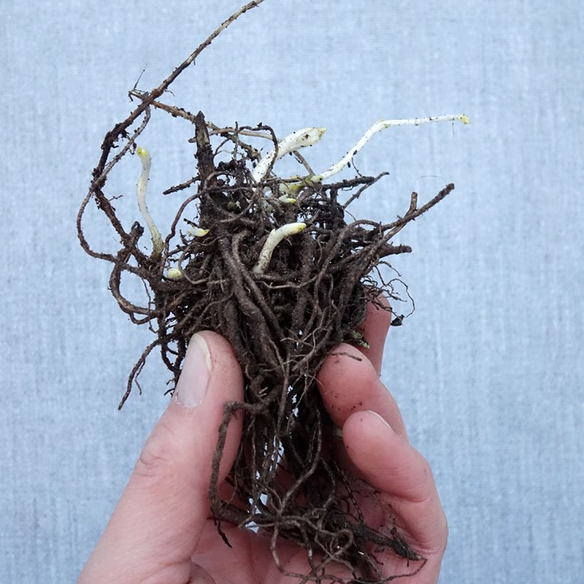 Example of Phlox paniculata Younique Wit - Vlambloem Naakte wortel as you get in hiver