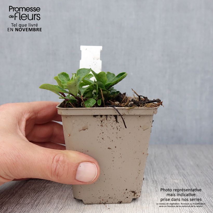 Exemplaar van Phlox stolonifera Home Fires - Kruipvlambloem Kweekpotje van 8/9 cm zoals geleverd in de herfst