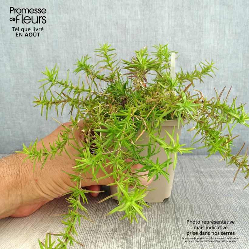 Exemplaar van Phlox subulata Atropurpurea - Kruipende vlambloem Kweekpotje van 8/9 cm zoals geleverd in de zomer