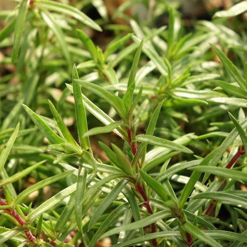 Phlox subulata Atropurpurea - Kruipende vlambloem (Blad)