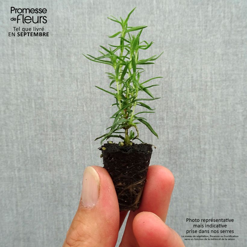 Example of Phlox subulata Atropurpurea - Kruipende vlambloem Mini-mot Ø 3/4 cm as you get in automne