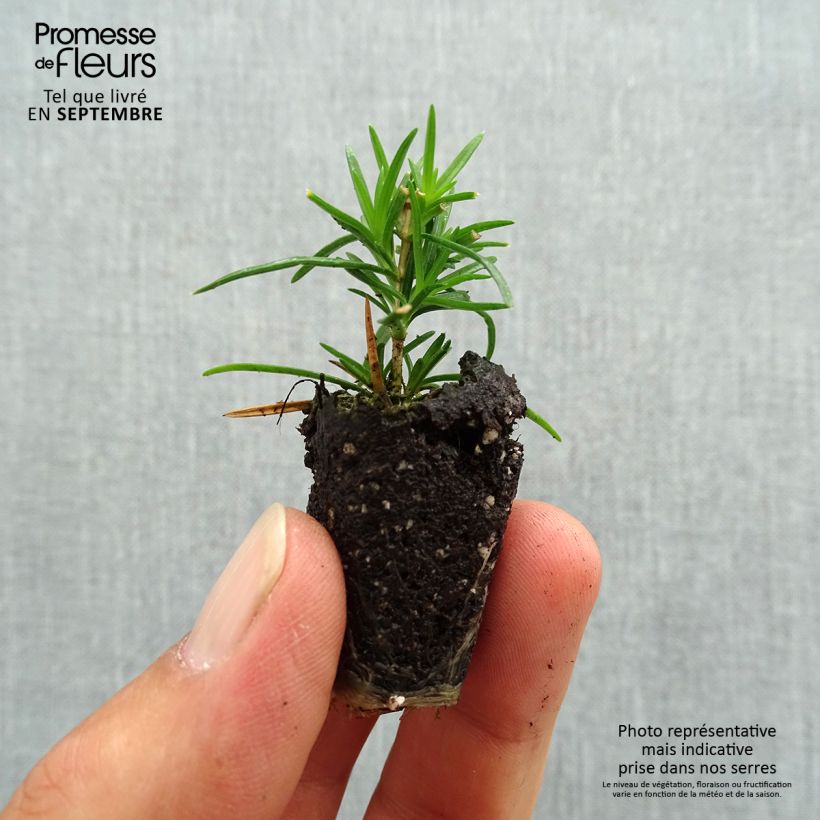 Example of Phlox subulata Emerald Cushion Blue - Kruipende vlambloem Mini-mot Ø 3/4 cm as you get in automne