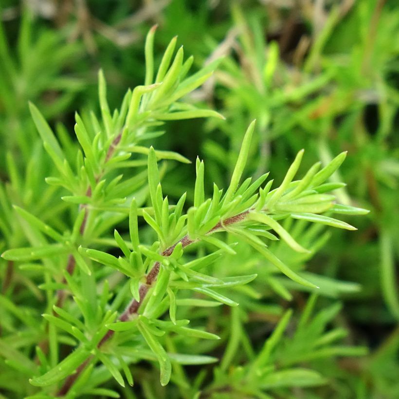 Phlox subulata McDaniel's Cushion - Kruipende vlambloem (Blad)