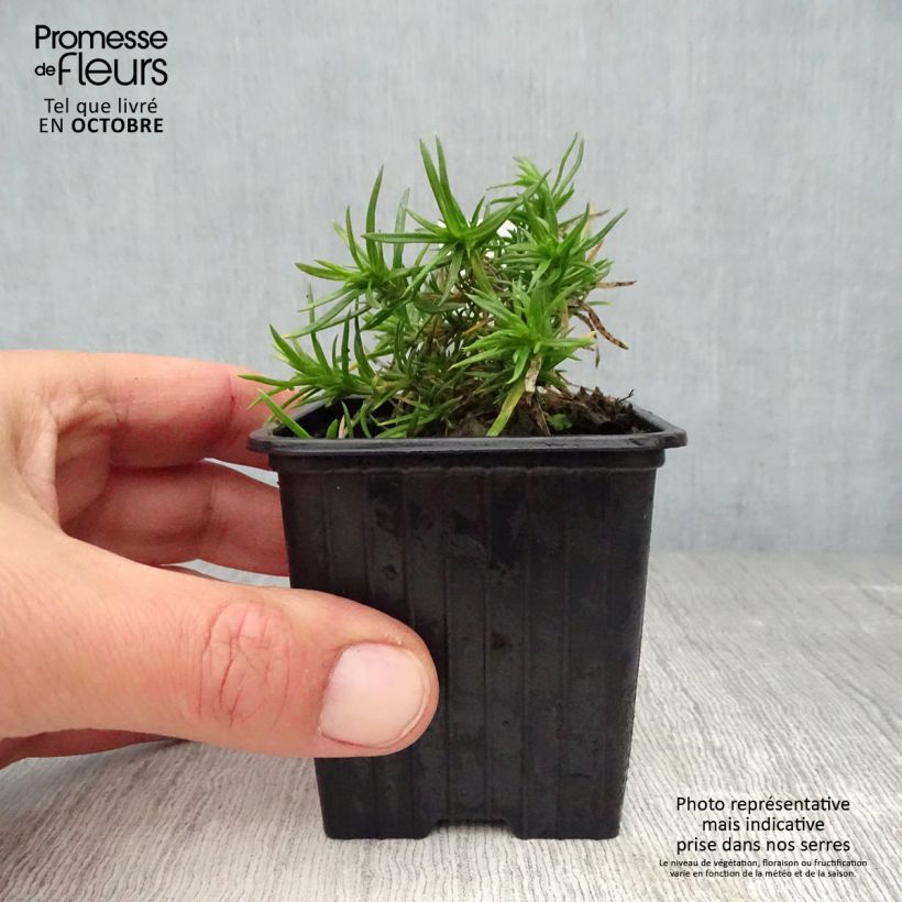 Exemplaar van Phlox subulata Purple Beauty - Kruipende vlambloem Kweekpotje van 8/9 cm zoals geleverd in de herfst