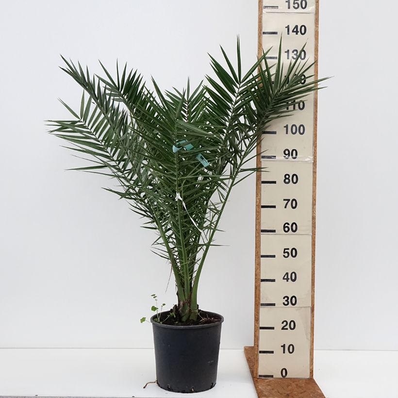 Example of Phoenix canariensis - Canarische dadelpalm Pot van 12 l/15 l as you get in hiver