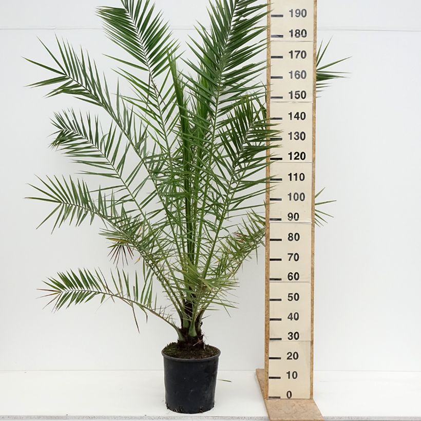 Exemplaar van Phoenix canariensis - Canarische dadelpalm Pot van 12 l/15 l zoals geleverd in de lente
