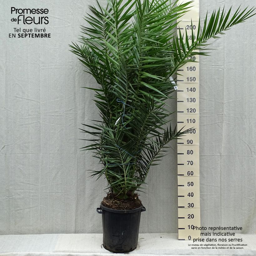 Example of Phoenix canariensis - Canarische dadelpalm Pot de 30L/35L as you get in hiver