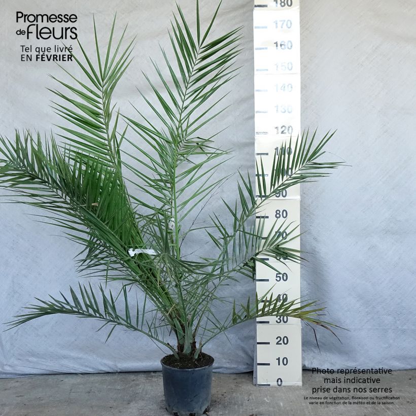 Example of Phoenix canariensis - Canarische dadelpalm Pot van 6 l/7 l as you get in hiver