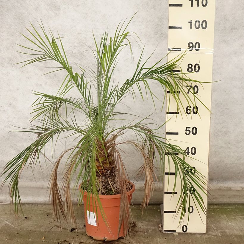 Exemplaar van Phoenix roebelinii - Dwergdadelpalm Pot van 7,5 l/10 l zoals geleverd in de herfst