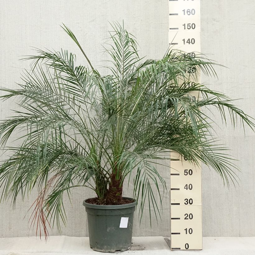 Exemplaar van Phoenix roebelinii - Dwergdadelpalm Pot van 20 l/25 l zoals geleverd in de herfst