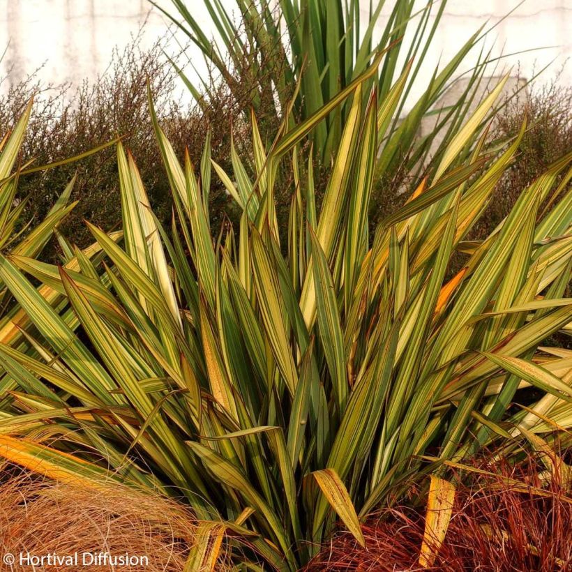 Phormium Apricot Queen - Nieuw-Zeelands vlas (Plant habit)