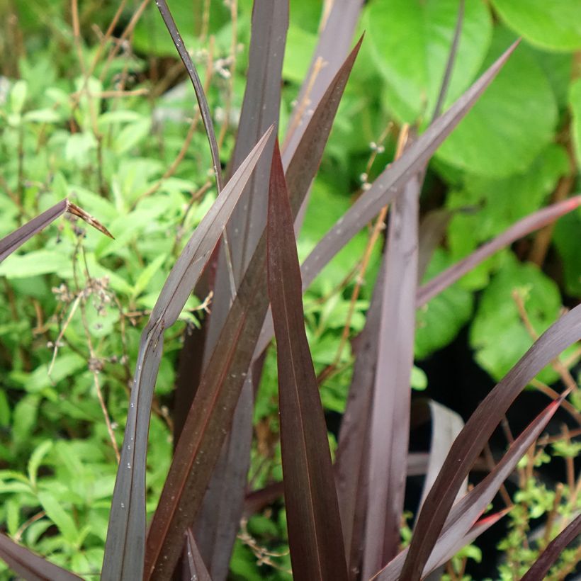 Phormium tenax Black Velvet - Nieuw-Zeelands vlas (Blad)